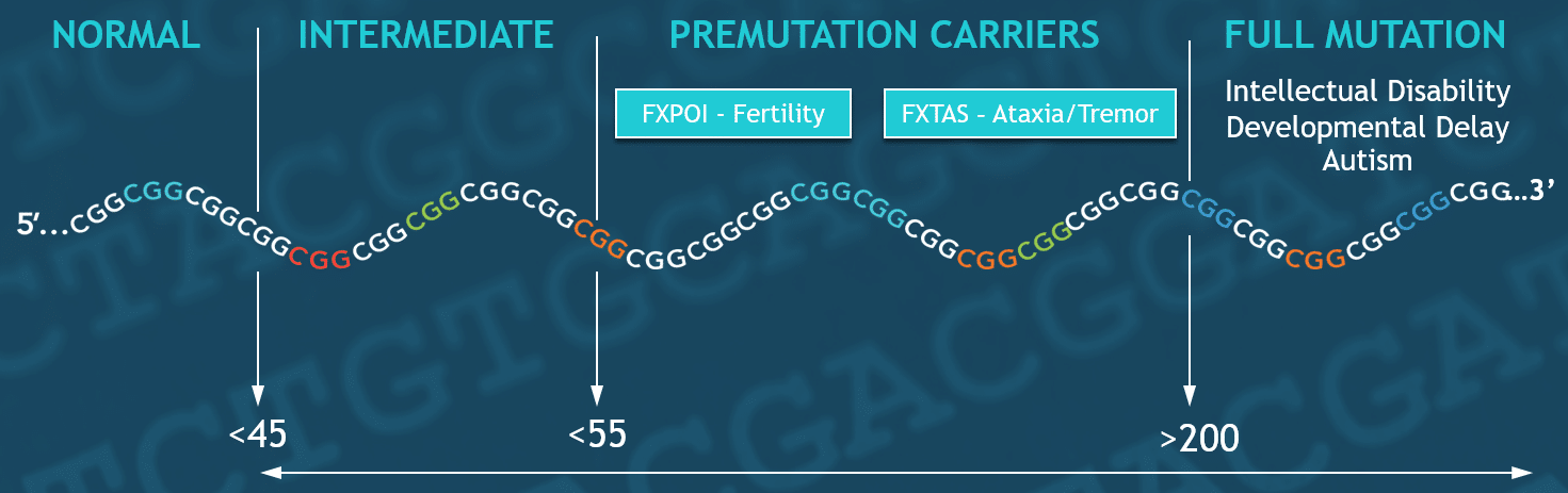 Fragile X syndrome