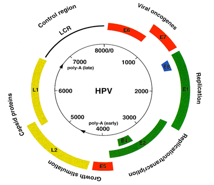 hpv virus -ویروس اچ پی وی